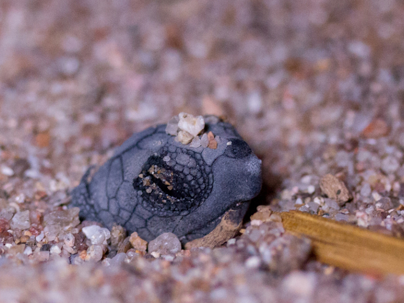 Naissance de tortues caouannes dans le Var. Crédit photo : S. Jamme / Association Marineland