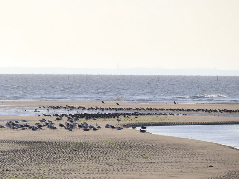 Les oiseaux d’eau côtiers et marins se regroupent pour se reposer ou se nourrir. Crédit photo : Anavel Ravaud / OFB