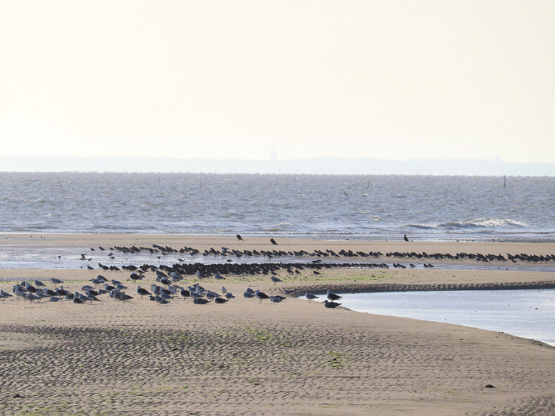 Les oiseaux d’eau côtiers et marins se regroupent pour se reposer ou se nourrir. Crédit photo : Anavel Ravaud / OFB