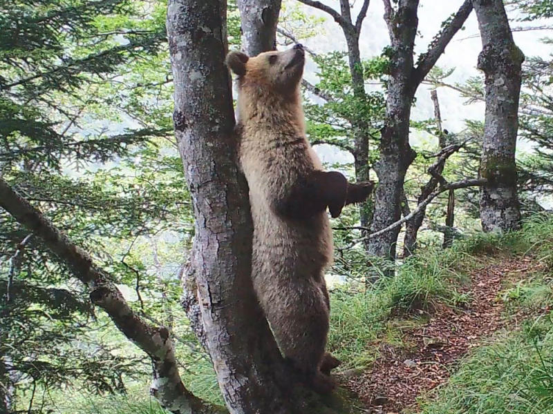 Observation d'un Ours Brun. Crédit photo : OFB Equipe Ours / Réseau Ours Brun