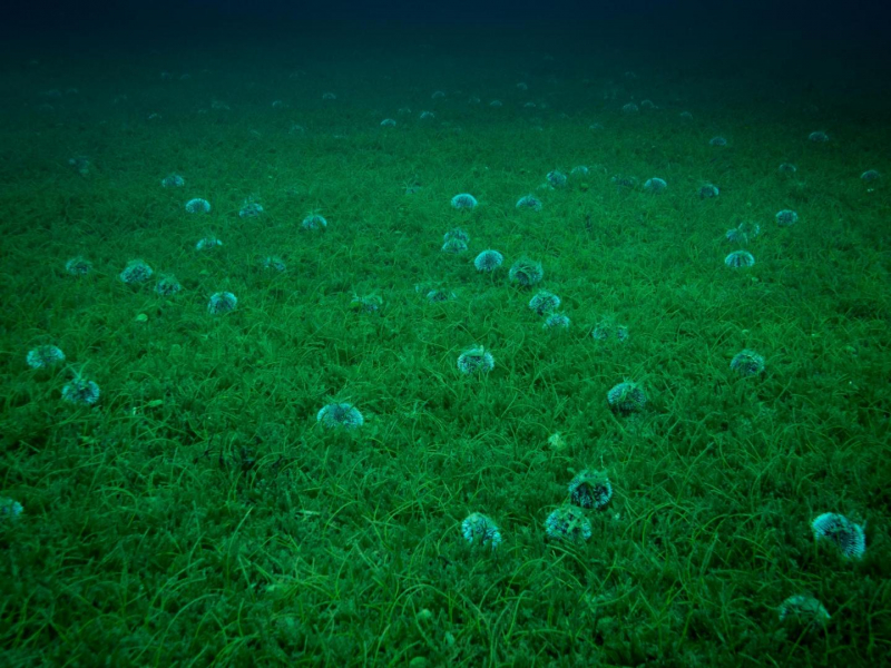 Oursins blancs dans les herbiers. Crédit photo : Aquasearch