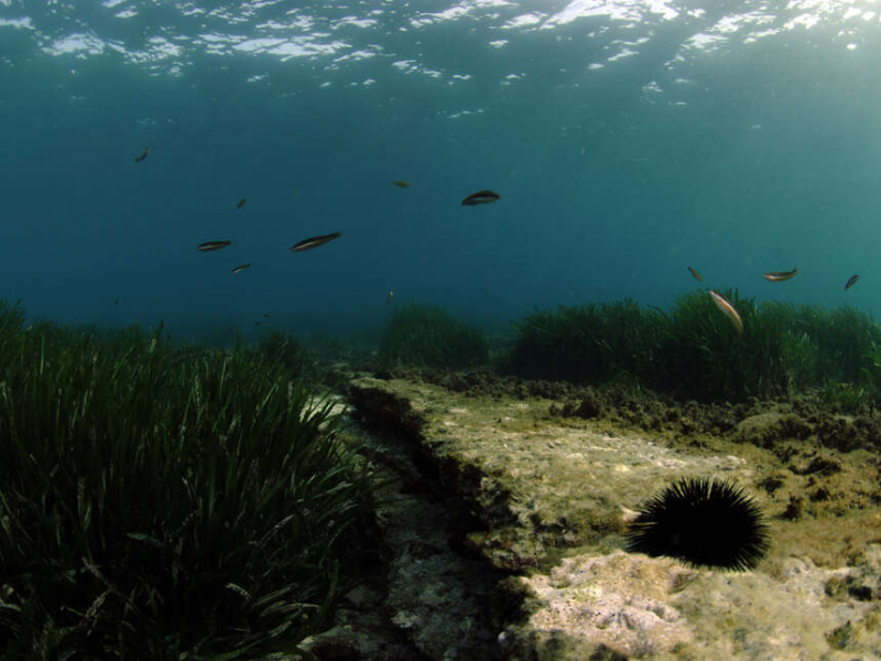Oursin noir (Arbacia lixula) reposant près d'un herbier de posidonies (Posidonia oceanica). Crédit photo : Antonin Guilbert / OFB