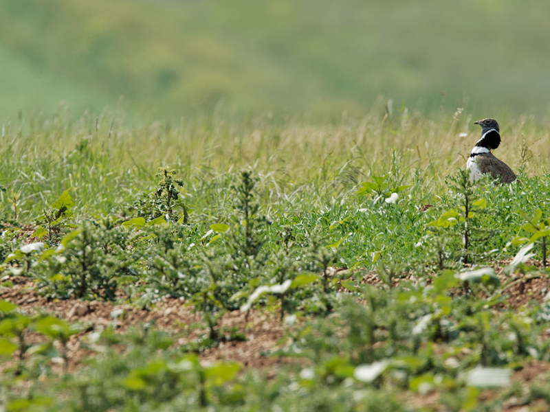 Outarde canepetière  Crédit photo : Thierry Degen / DREAL Nouvelle-Aquitaine