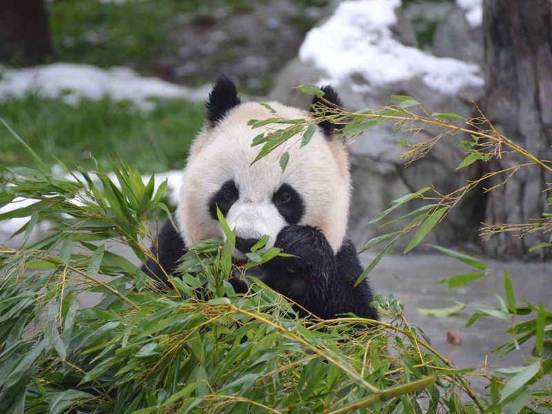 Crédit photo : Parc national du Panda géant