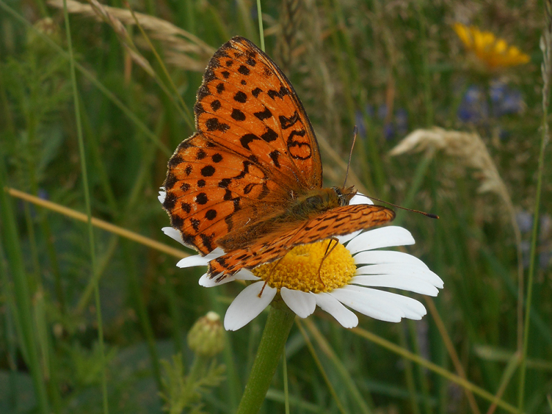 Papillon sur une fleur. Crédit photo : L. Lanuzel / CBNPMP