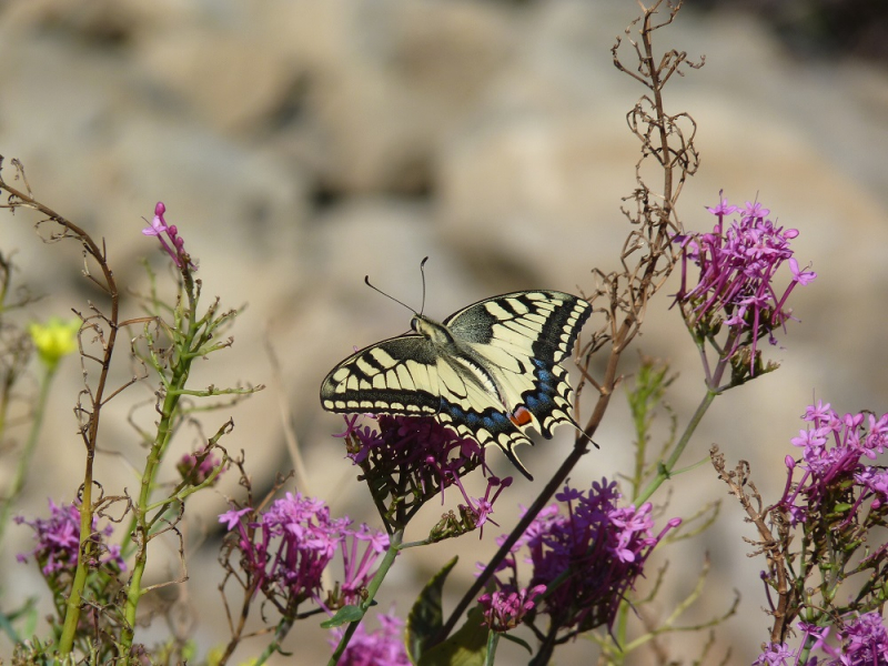 Machaon (Papilio machaon) sur Lilas d'Espagne (Centranthus ruber).Crédit : Adrien Jailloux / Office français de la biodiversité