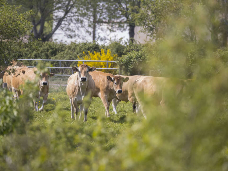 La Parthenaise est une race bovine française originaire de la région de Parthenay, dans les Deux-Sèvres. Crédit photo : Philippe Massit / OFB