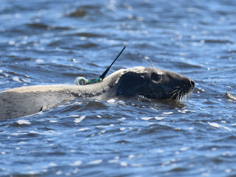 Un phoque gris repart équipé d’une balise Argos dans le Grand Barachois de Miquelon. La balise tombera lors de la prochaine mue. Crédit photo : Benjamin Guichard / OFB