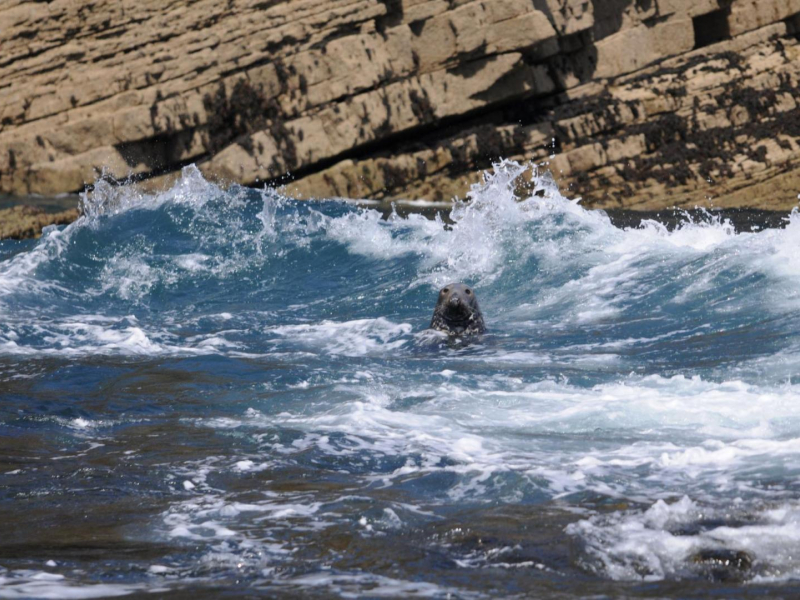 Phoque gris à l'eau, à proximité d'un reposoir. Crédit photo : Michaël Buanic / OFB
