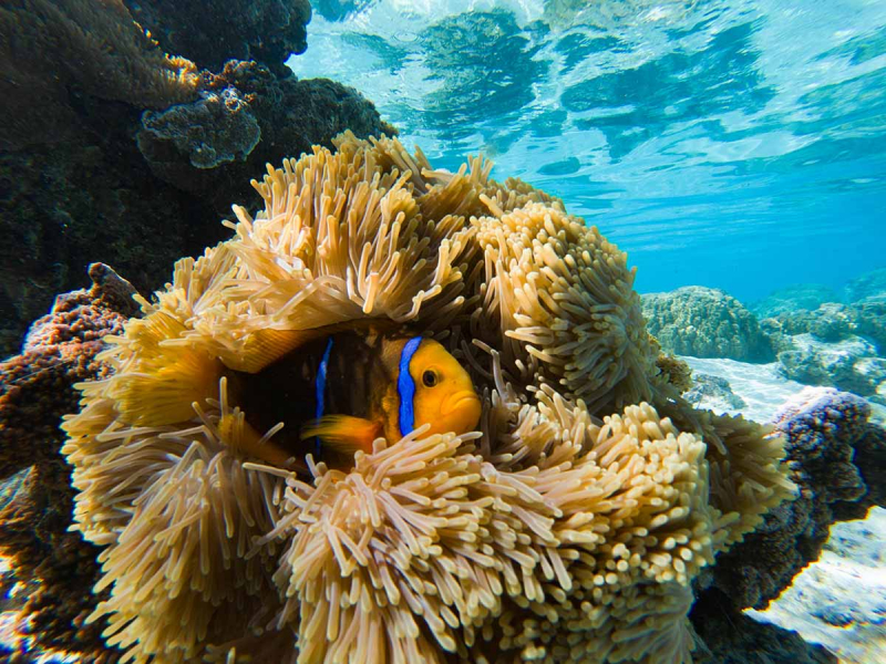 Poisson-clown à nageoires jaunes (Amphiprion chrysopterus) dans une anémone de mer (Heractis sp.), île de Moorea. Crédit photo : E. Moreau / OFB