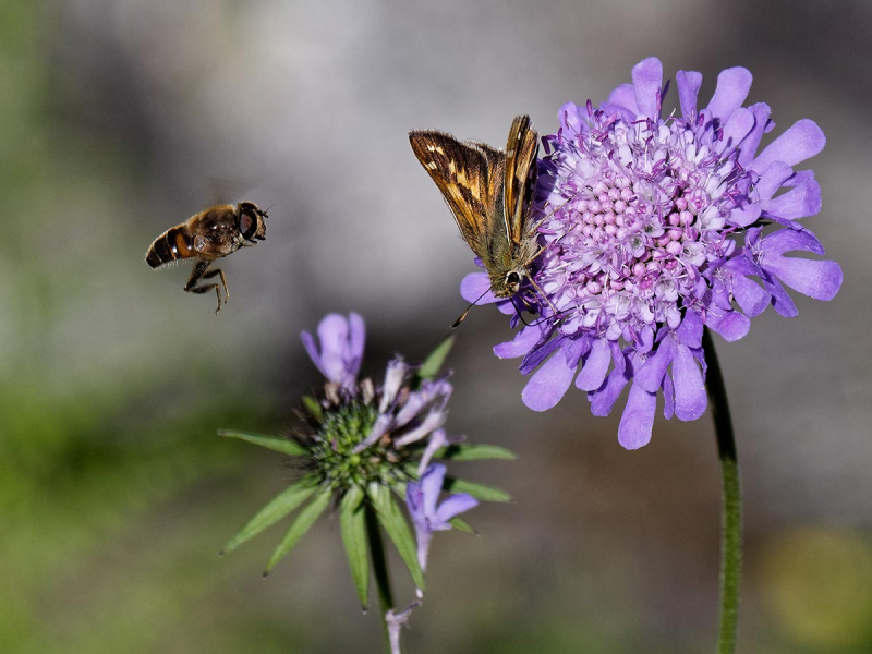 Pollinisation en cours. Crédit photo : Sadek Boubekeur / OFB