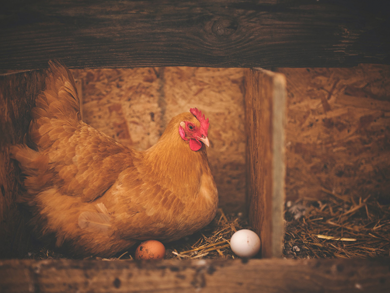 Poule (image d'illustration). Crédit photo : Alison Burrel / Pexels