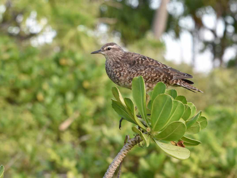 Chevalier des Tuamotu (Prosobonia parvirostris). Crédit photo : Matthieu Juncker