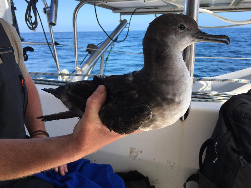 Balearic shearwater captured in the Mor Braz. Photo credit: Nicolas Courbin / CNRS