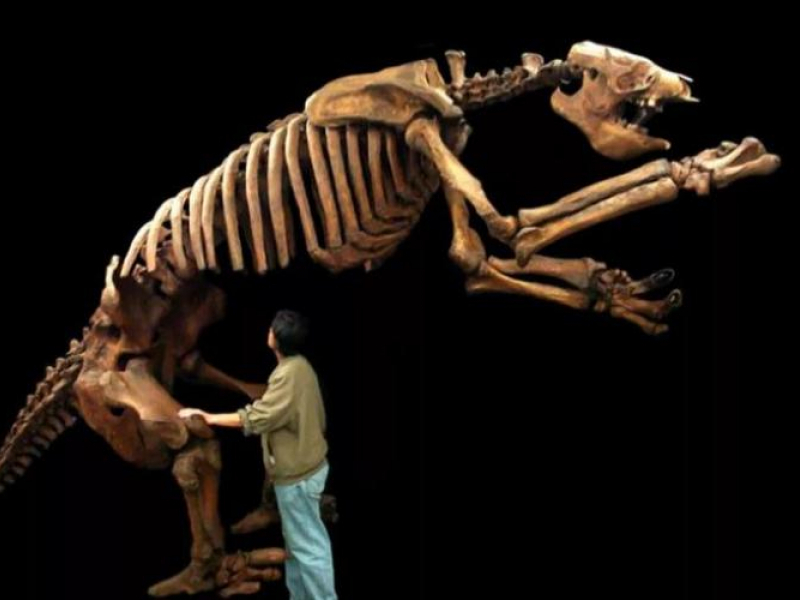  Reconstitution supposée du squelette d'un paresseux géant. Crédit photo : Guyane La 1ère 