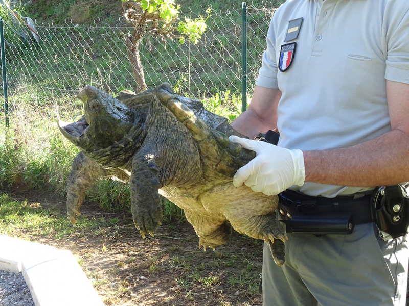 Récupération d'une tortue alligator par les agents de l'OFB. Crédit photo : Concha Agero / OFB