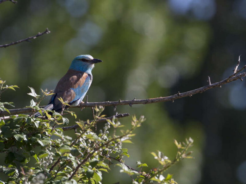 Rollier d'Europe (Coracias garrulus) dans la plaine de la Crau (Bouches-du-Rhône). Crédit photo : Philippe Massit / OFB