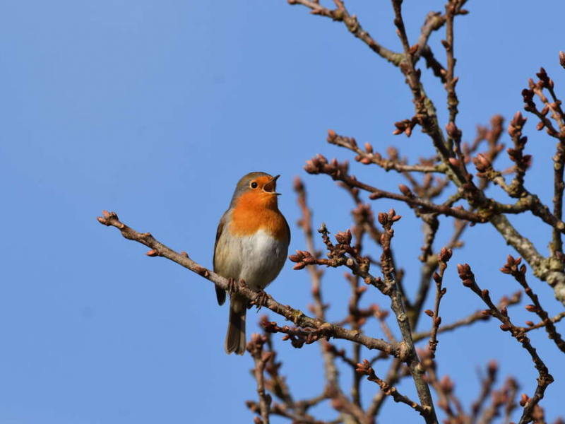 Rougegorge familier (Erithacus rubecula). Crédit photo : Benjamin Guichard / Office français de la biodiversité