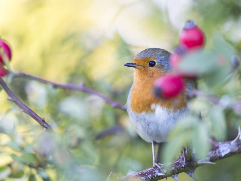 Rougegorge familier (Erithacus rubecula). Crédit photo : Philippe Massit / OFB