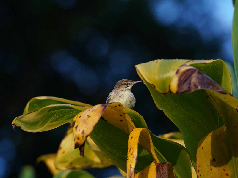 Rousserolle de Rimatara (Acrocephalus rimitarae). Crédit photo : Heiarii Tuihani Tuihei