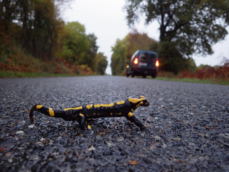 Salamandre traversant une route goudronnée. Crédit photo : Olivier Drillon / OFB