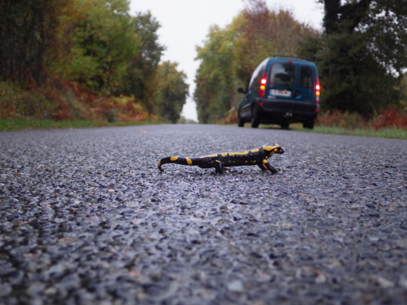 Salamandre tachetée (Salamandra salamandra terrestris) traversant une route. Crédit photo : Olivier Drillon / OFB