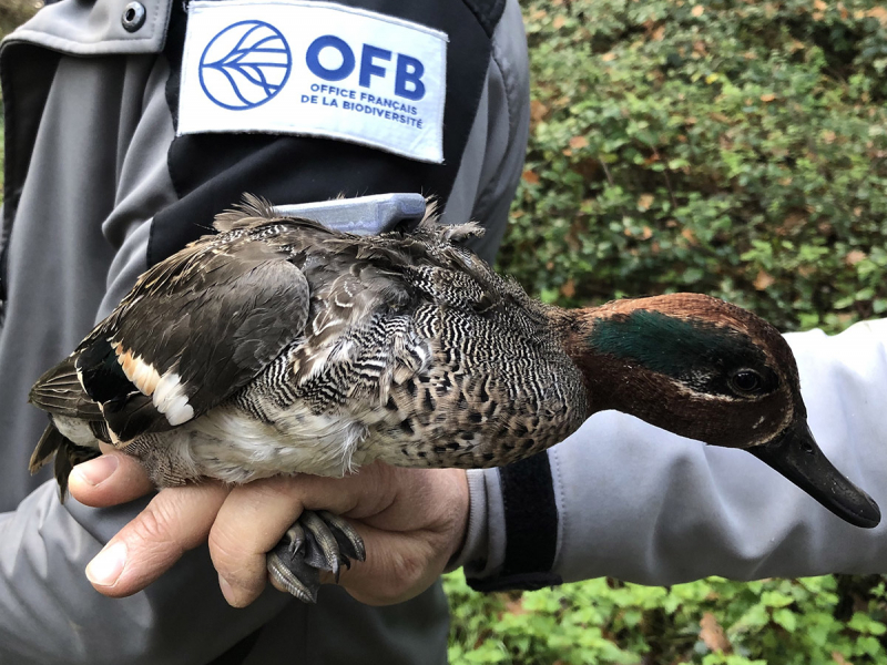 Pose d’un dispositif de suivi GPS sur un canard. Crédit photo : Jérôme Cabelguen / Office français de la biodiversité