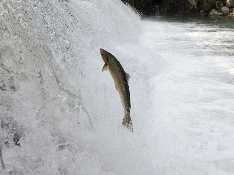 Saumon européen (Salmo salar) qui saute sur le barrage Utxondoa, sur la Nivelle.  Crédit photo : Jean-Pierre Borda / OFB