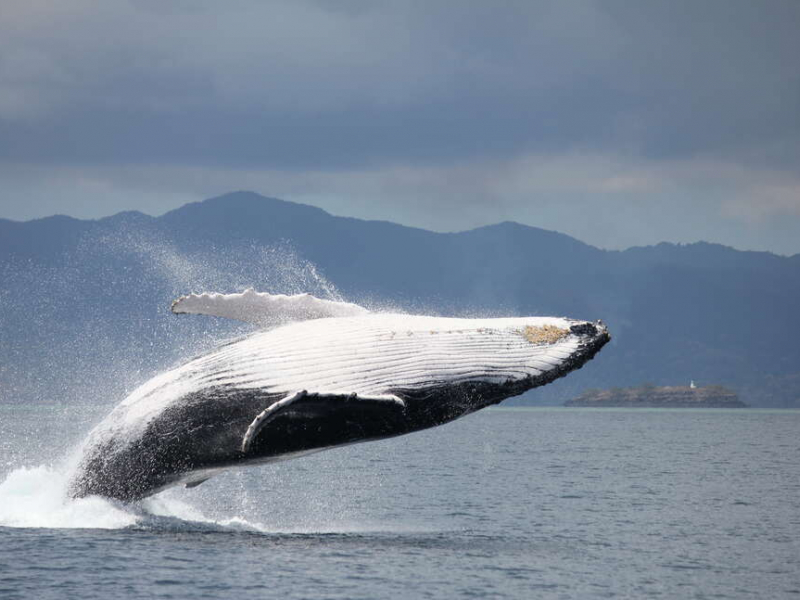 Une baleine à bosse (Megaptera novoeangliae) en plein saut. Crédit photo : Yannick Stephan / Mayotte Découverte