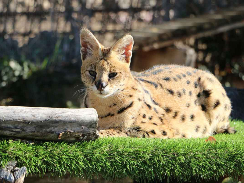 Serval (image d'illustration). Crédit photo : Alexandre Blanchon