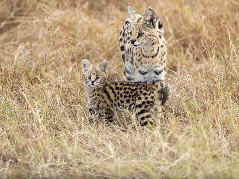 Serval femelle et son petit. Crédit photo : Sylvain Cordier / Biosphoto