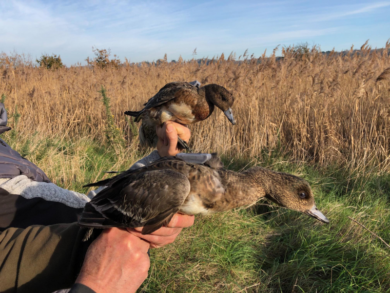 Canards siffleurs équipés de balises GPS. Crédit photo : Jérôme Cabelguen / OFB