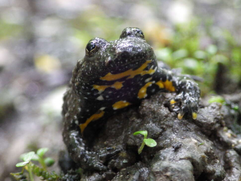 Sonneur à ventre jaune (Bombina variegata). Crédit photo : Olivier Drillon