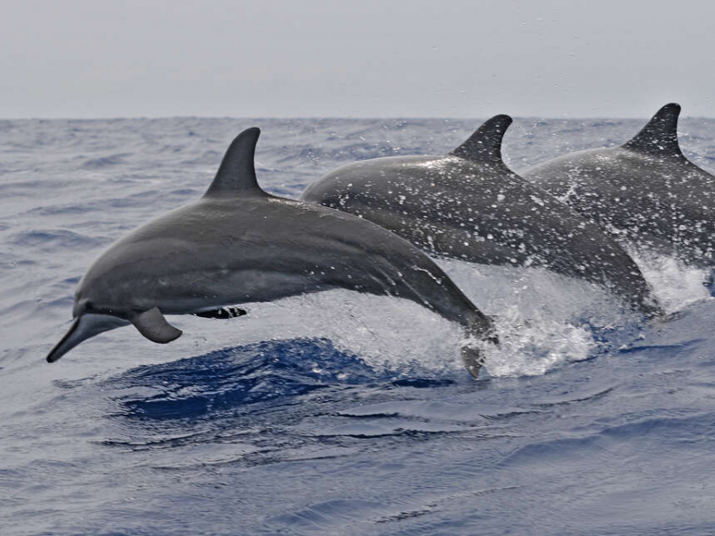 Dauphin à long bec (Stenella longirostris). Crédit photo : Laurent Bouveret / OMMAG