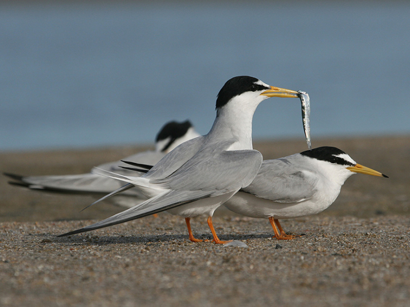 Sterne naine (Sternula albifrons). Crédit photo : Xavier Rufray / Biotope