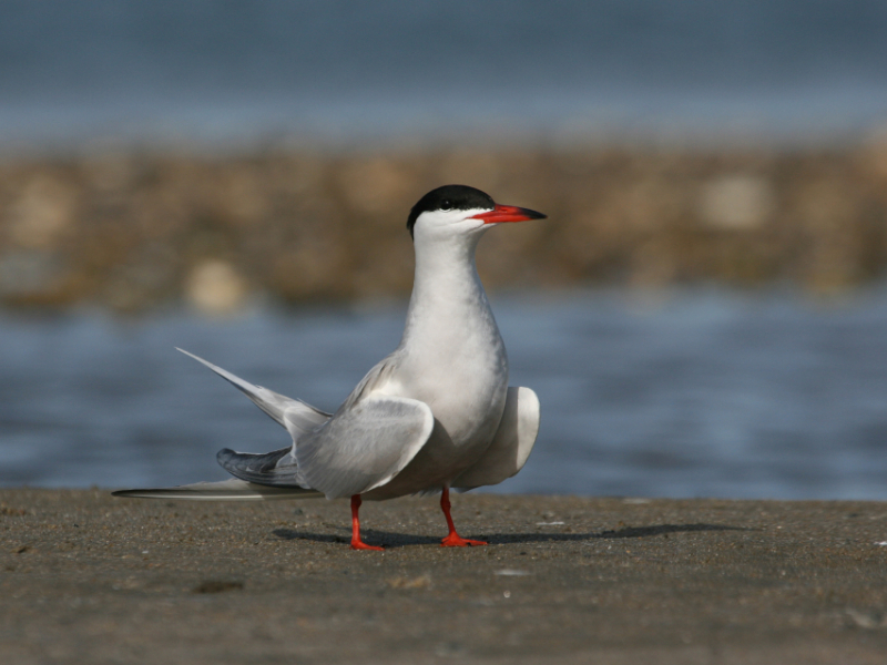  Les sternes, parfois appelées hirondelles de mer, sont des oiseaux aux longues ailes et au vol gracieux. Crédit photo : Xavier Rufray / Biotope