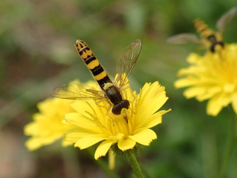 Syrphe porte-plume (Sphaerophoria scripta). Crédit photo : Benjamin Guichard / OFB