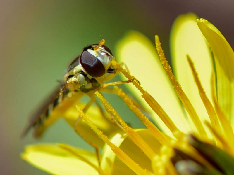 Une espèce de Syrphides volant au fil des fleurs. Crédit photo: Séverine Bignon / OFB