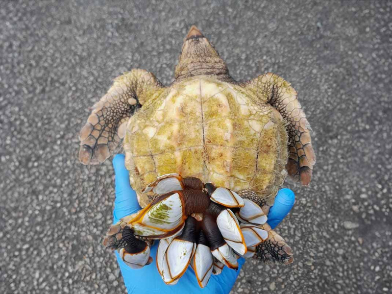 Tortue caouanne avec de nombreux anatifes sur sa ventrale. Crédit photo : Jean-Charles Trainaud / OFB