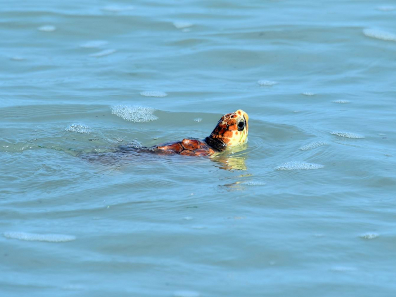 Tortue caouanne en mer. Crédit photo : Benjamin Guichard / OFB