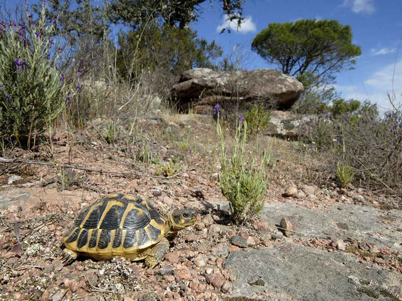 Tortue d'Hermann. Crédit photo : Jean-Claude Malausa / Biosphoto 