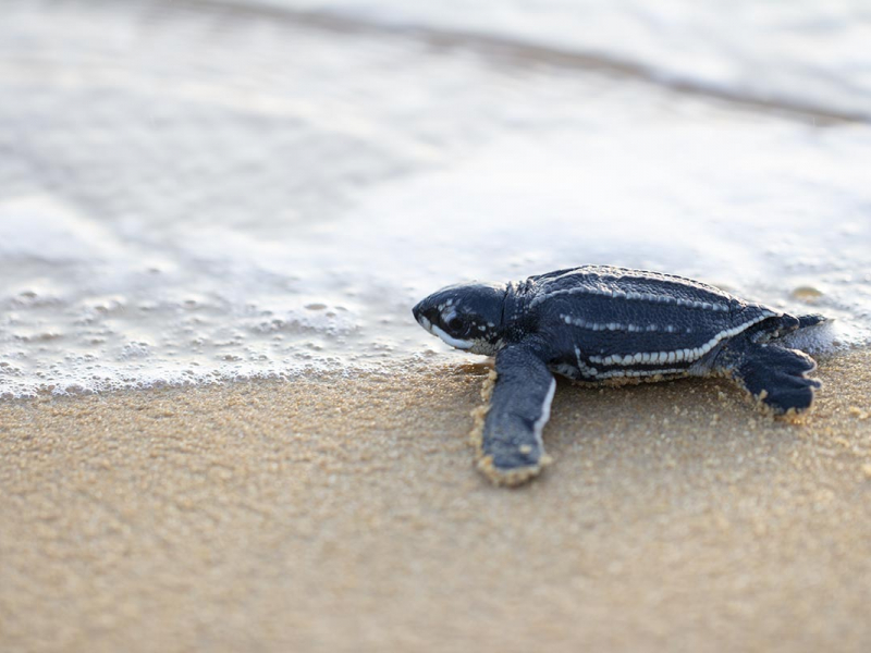 Tortue marine. Crédit photo : OFB