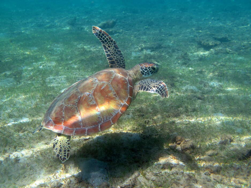   Tortue verte (Chelonia mydas) nageant au-dessus d'un herbier. Crédit photo : Alexandra Gigou / OFB