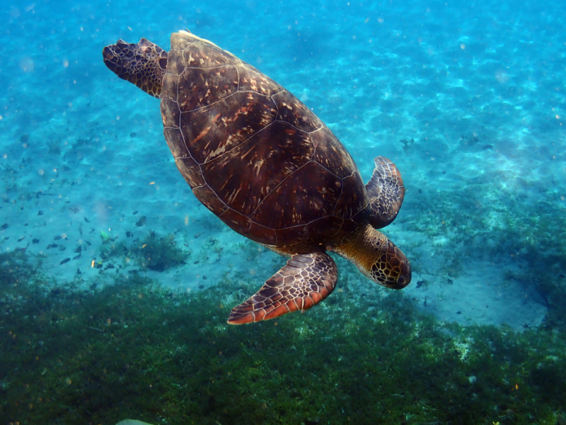 Tortue verte (Chelonia mydas) dans les eaux martiniquaises à 2 mètres de profondeur. Crédit photo : Benjamin Guichard / OFB