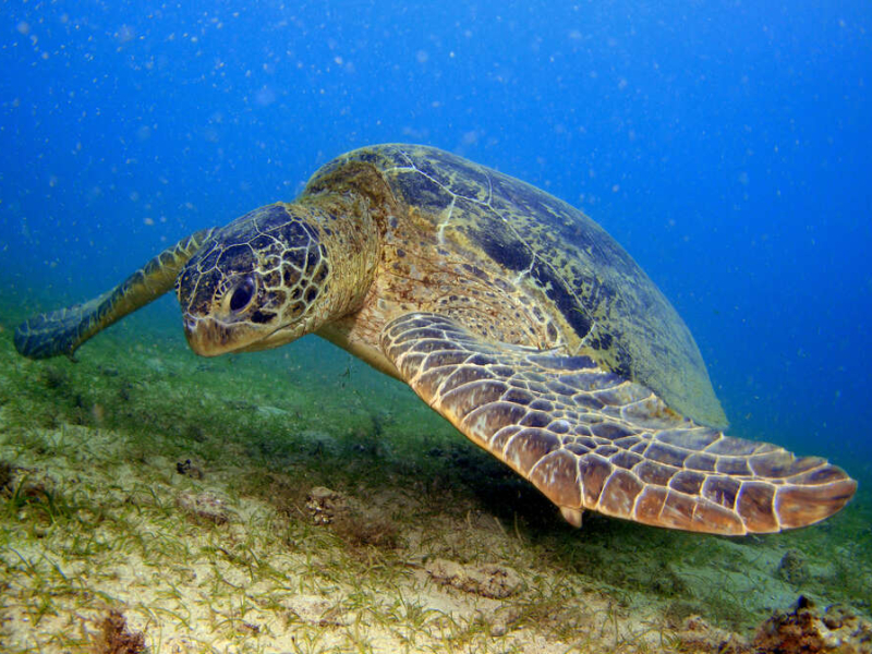 ortue verte (Chelonia mydas) se nourrissant sur un herbier dans le lagon à Mayotte. Crédit : Julien Wickel