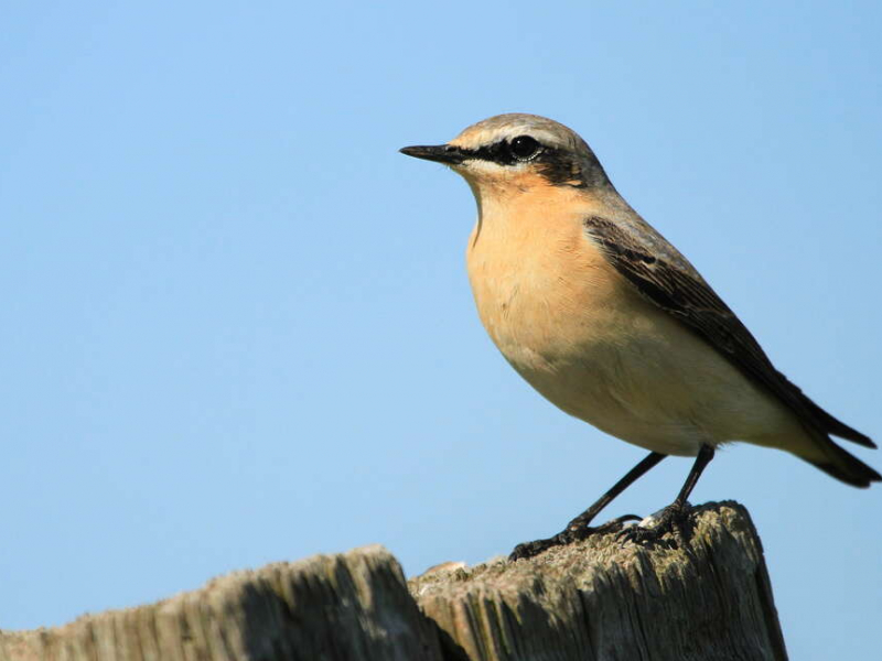 Traquet motteux (Oenanthe oenanthe) juvénile. Crédit photo : Guillaume Cochard / OFB