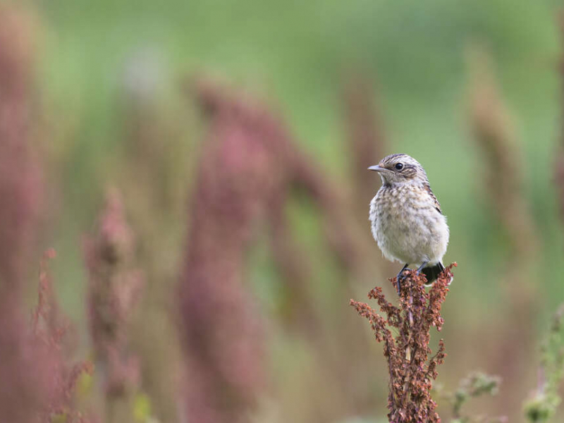 Traquet tarier (Saxicola rubetra). Crédit photo : Philippe Massit / OFB