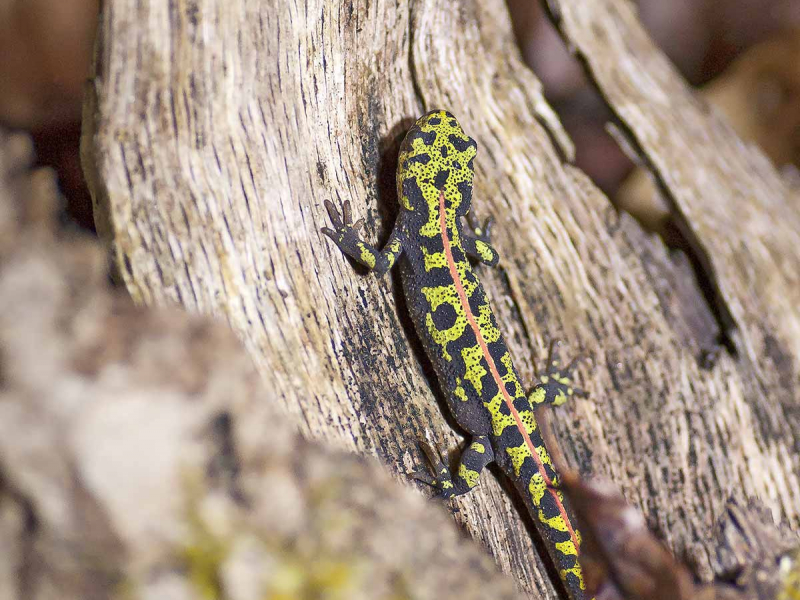 Triton marbré (Triturus marmoratus). Crédit photo : Cédric Auburtin / CEN Nouvelle-Aquitaine