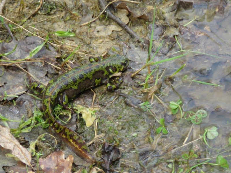 Triton marbré femelle. Crédit photo : Office français de la biodiversité