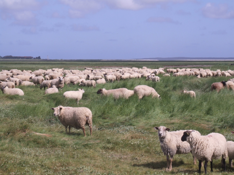 Troupeau de moutons dans un pré salé de la baie de Somme. Crédit photo : Vincent Toison / OFB